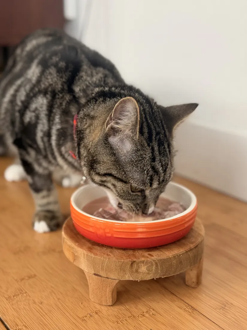 Rex eating Cats That Raw raw food
